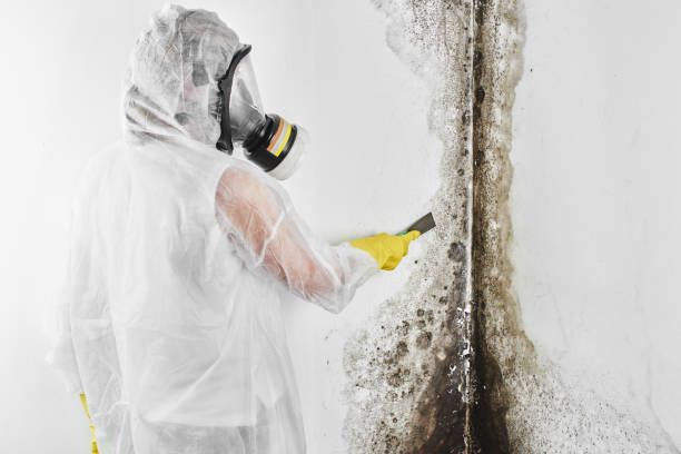 Best Attic Mold Remediation in Stanwood, WA