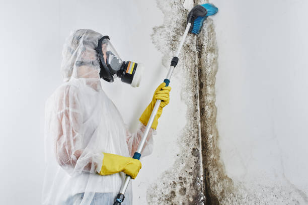 Best DIY Mold Remediation Support Services in Stanwood, WA