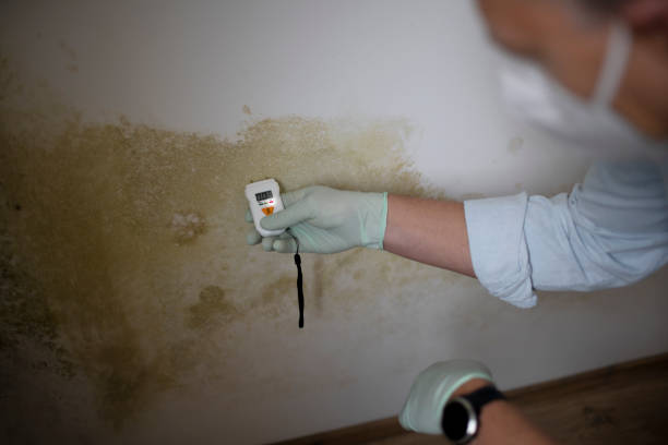 Professional Mold Remediation in Stanwood, WA