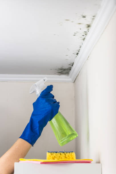 Best Post-Flood Mold Remediation in Stanwood, WA